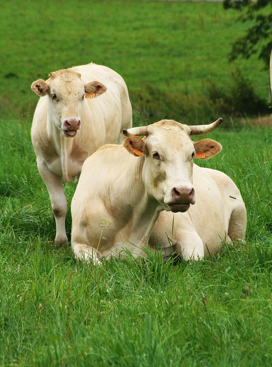 cows, aubrac, spring, nature, grass, domestic, mammal, livestock HD wallpaper