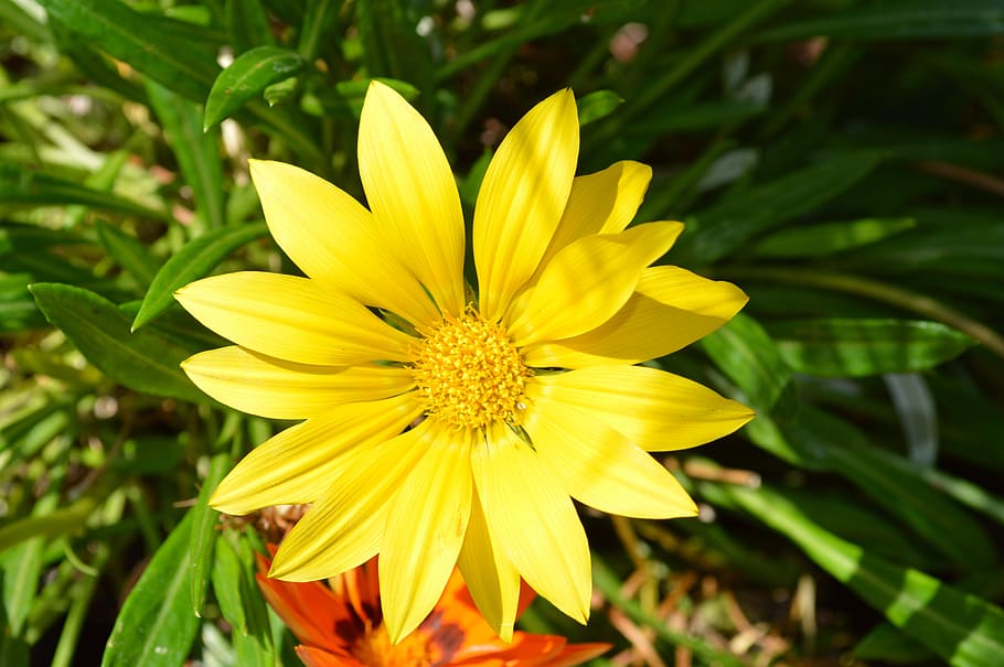 flower, yellow, summer, flowering plant, fragility, vulnerability HD wallpaper