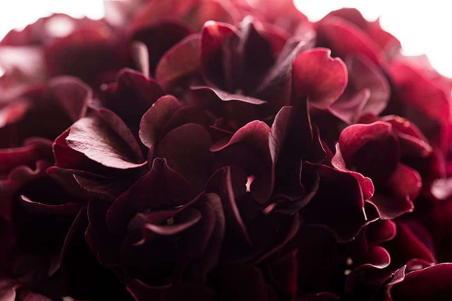 close-up photo of red hydrangea flowers, view, purple, petal HD wallpaper