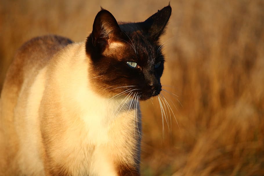 selective focus photo of Siamese cat, Kitten, mieze, breed cat HD wallpaper