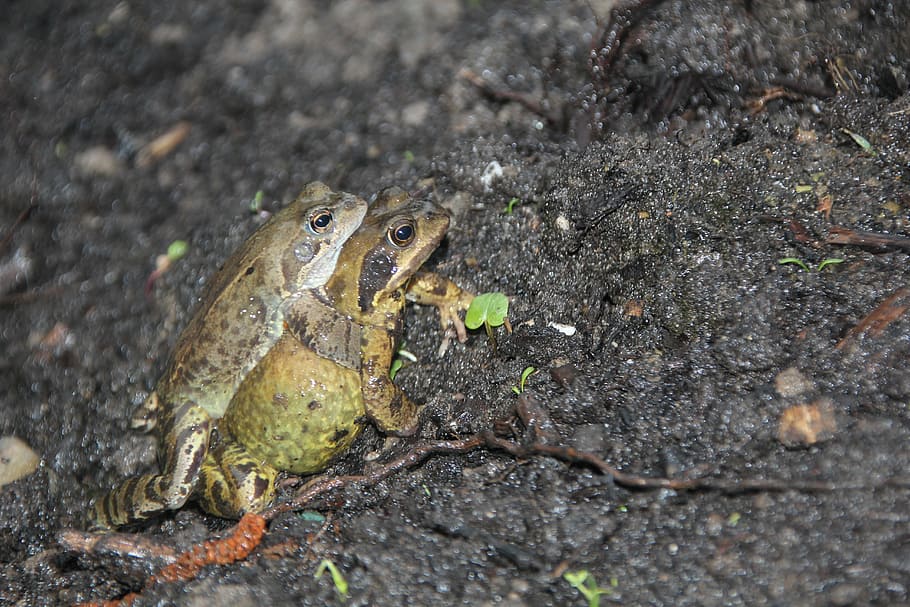 frog, mate, nature, animal themes, one animal, animal wildlife HD wallpaper