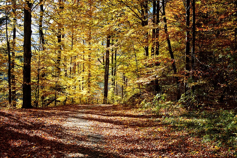 dried leaves under tall yellow trees, autumn, away, forest HD wallpaper