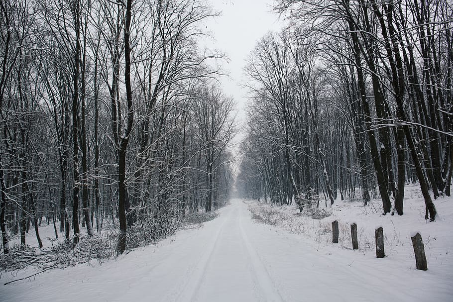 road, path, tree, plant, nature, snow, winter, cold, cold temperature HD wallpaper