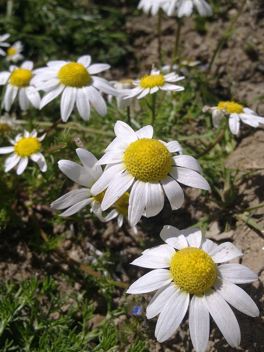 daisy, flower, spring, flowering plant, freshness, growth, fragility HD wallpaper