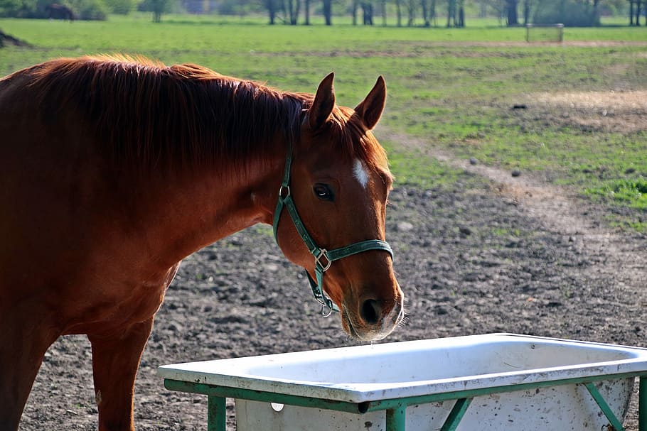 horse, feast, livestock, domestic animals, mammal, animal themes HD wallpaper