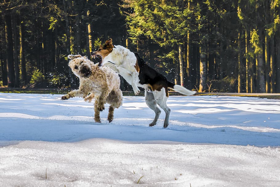dogs, fight, play, snow, wallpaper, wallpaper dogs, pet, animal, HD wallpaper