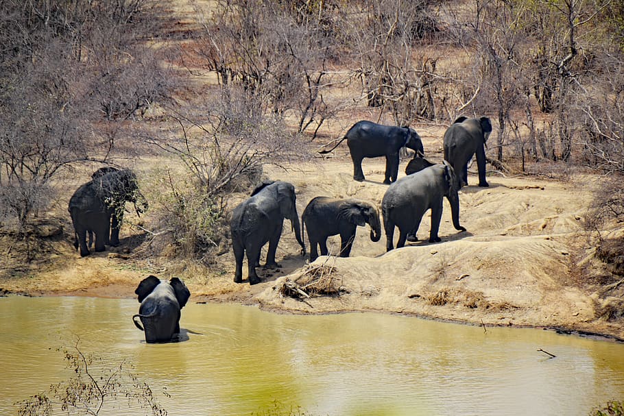 seven elephant near on body of water, mole national park, ghana