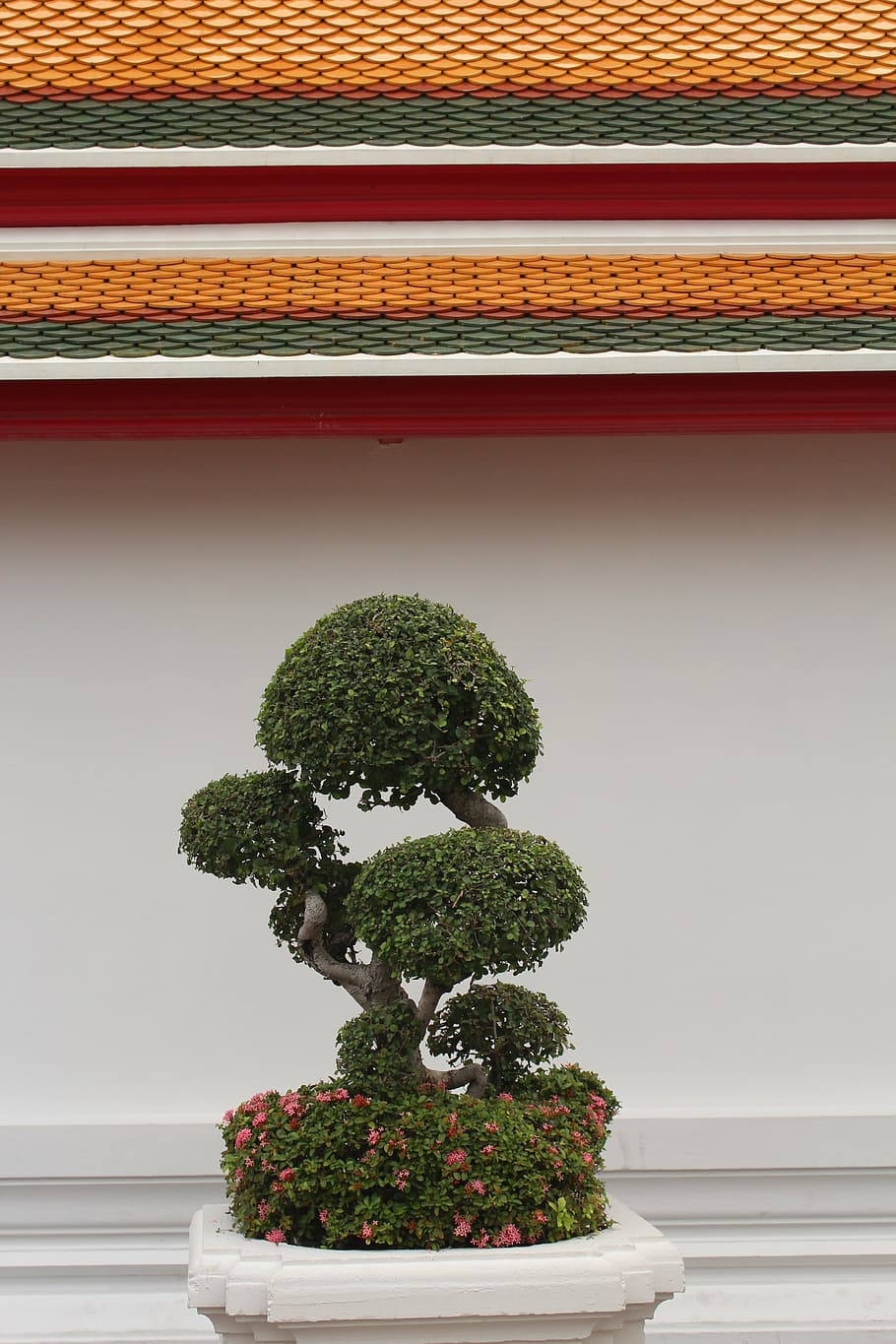 bonsai, tree, bäumchen, green, leaves, grow, potted plant HD wallpaper