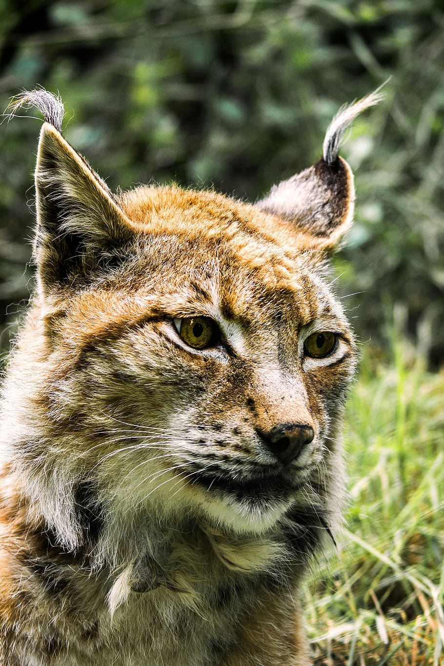 lynx, cat, predator, wildcat, animal, mammals, nature, national park HD wallpaper