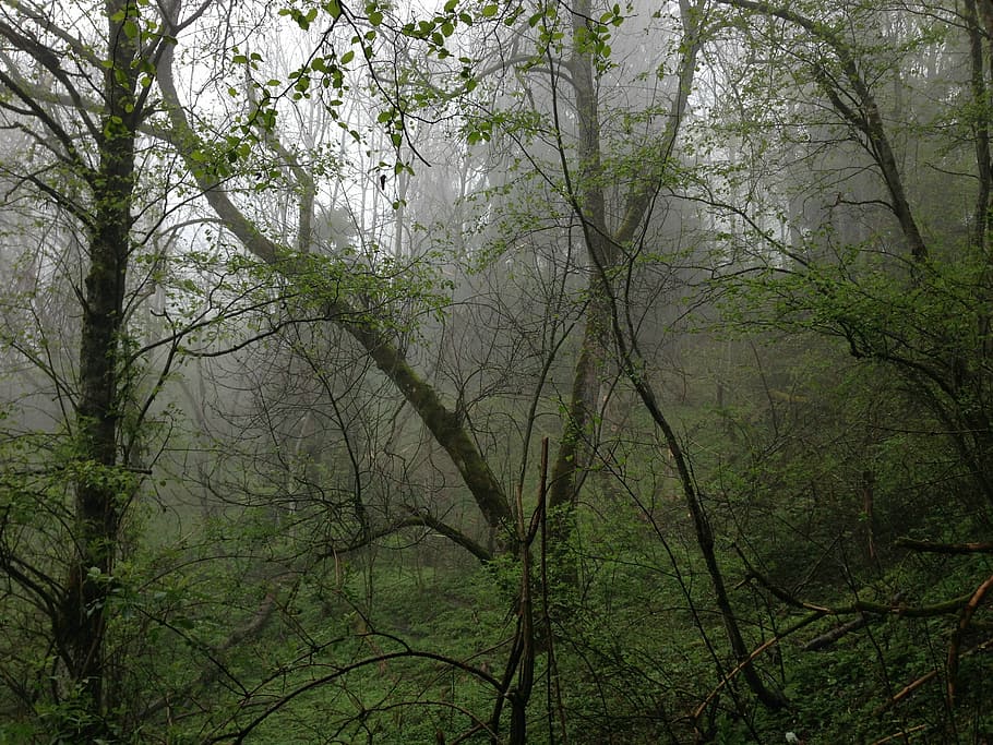forest, forestry, rain, mountain forests, jungle, nature, tree HD wallpaper