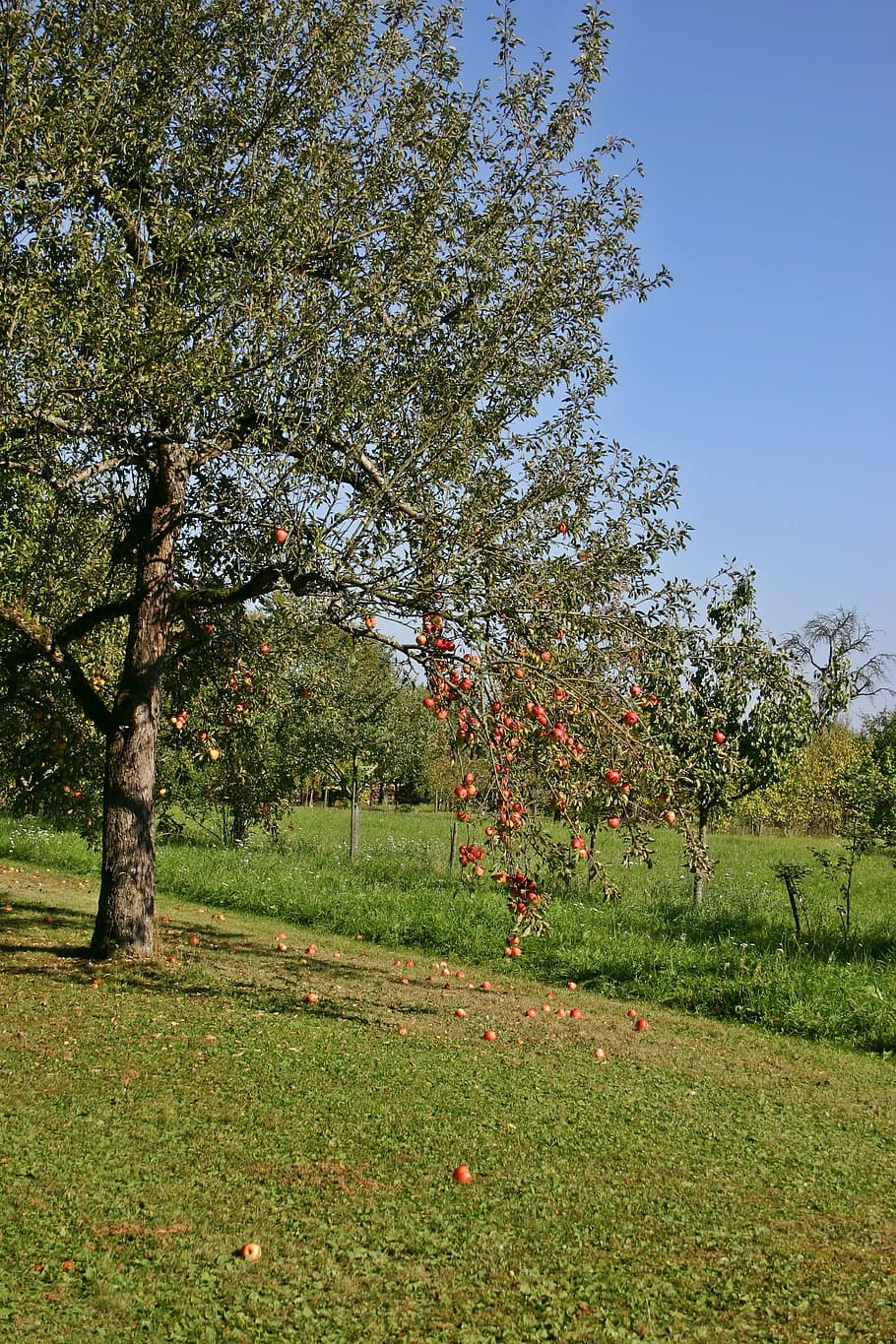 Apple Tree, Fruit Tree, Nature, autumn, orchard, harvest, apfelernte HD wallpaper