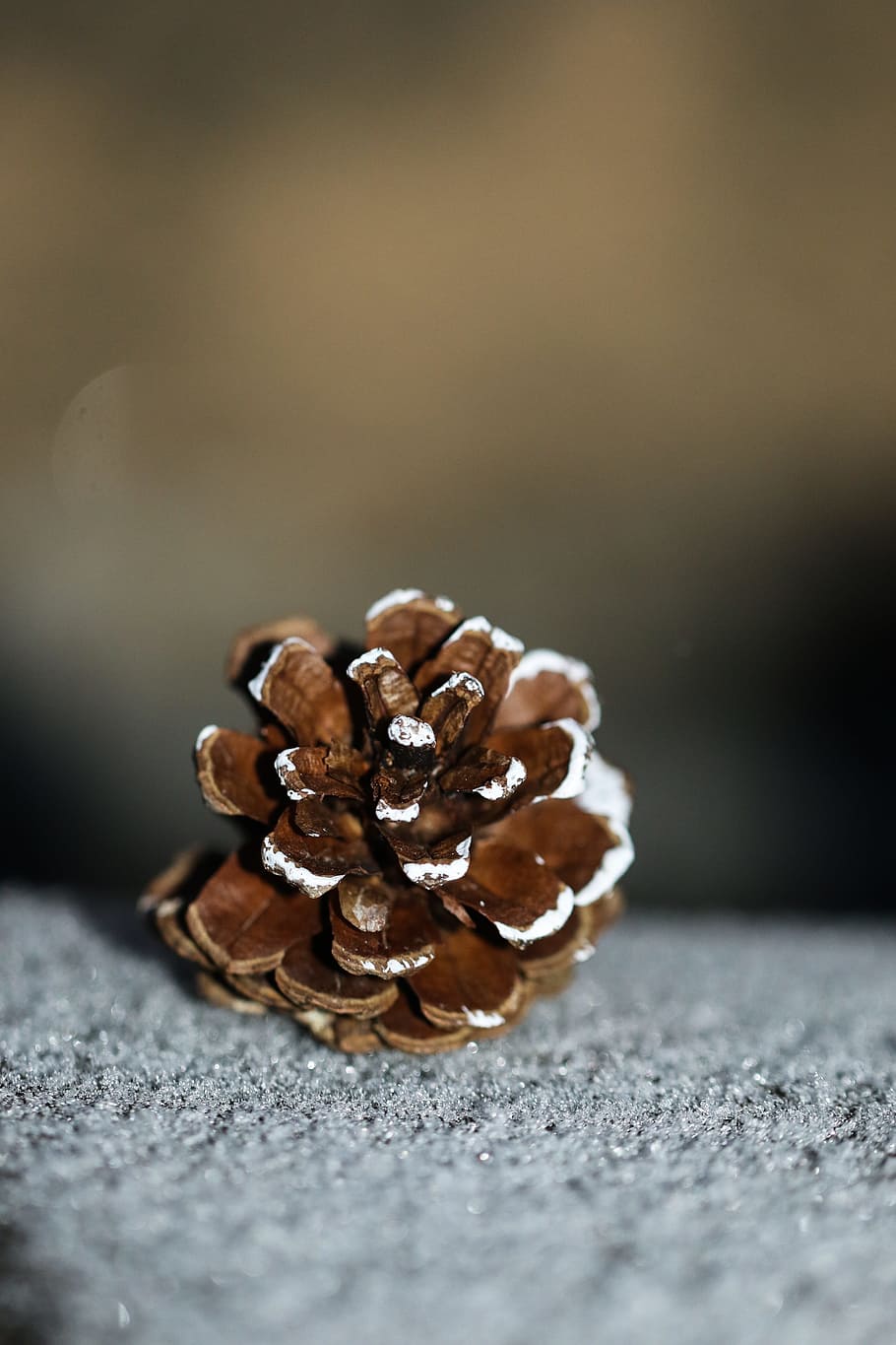 pinecone, snow, nature, winter, selective focus, close-up, no people HD wallpaper