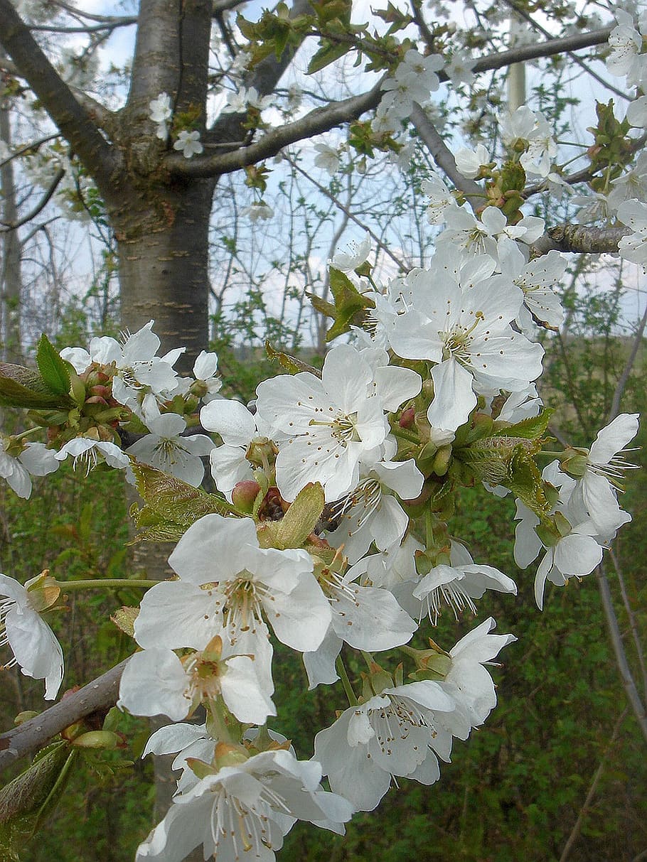 spring, flowering tree, white, fruit, garden, nature, branch HD wallpaper