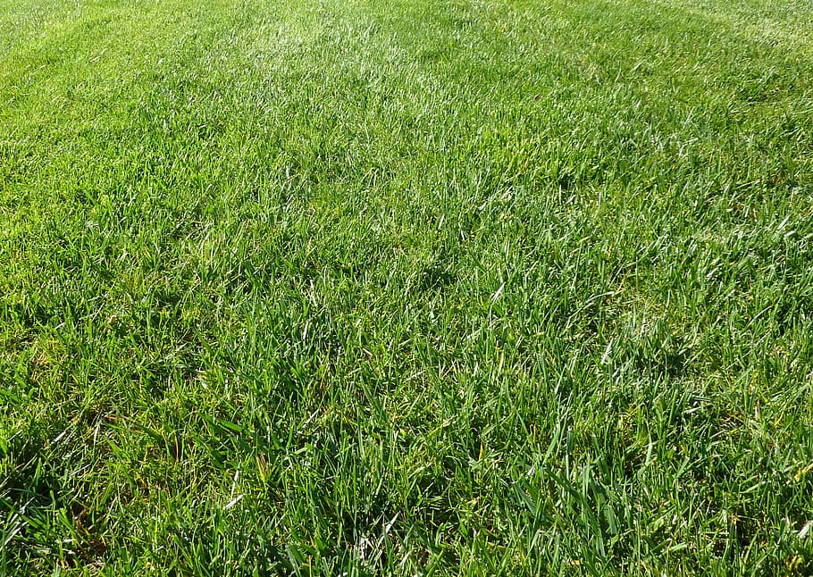 field of green grass, outdoors, outside, background, close-up HD wallpaper