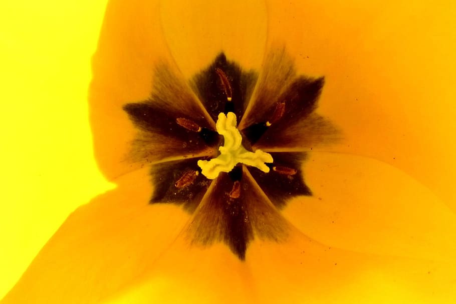 Macro, Flower, Tulip, Spring, Sunshine, light, shadow, nature HD wallpaper