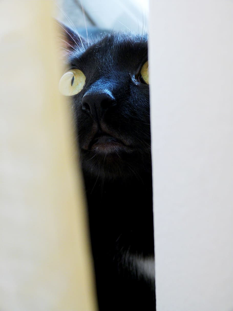 cat, let me in, cute, black, domestic, furry, green, eye, one animal, HD wallpaper
