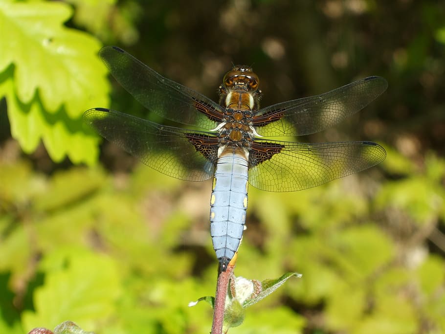 dragonfly, nature, bug, macro, insect, animals in the wild HD wallpaper