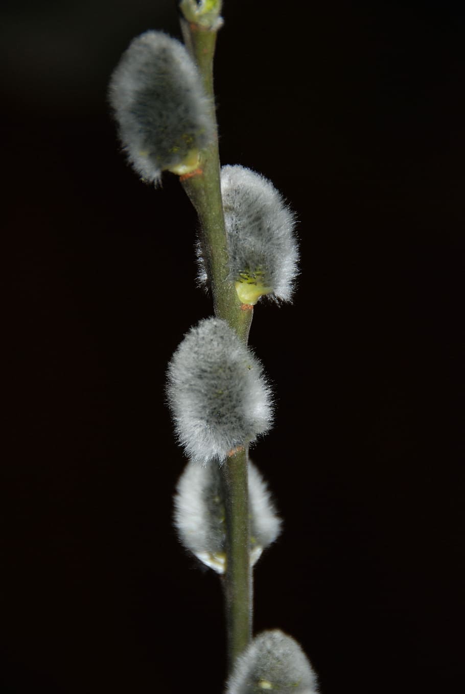 Black, Easter, Fur, plant, pussy willow, no people, nature HD wallpaper