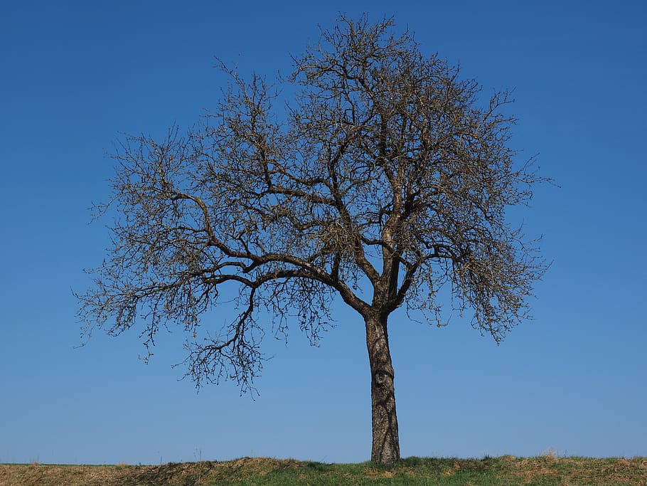 brown tree during daytime, apple tree, individually, autumn HD wallpaper