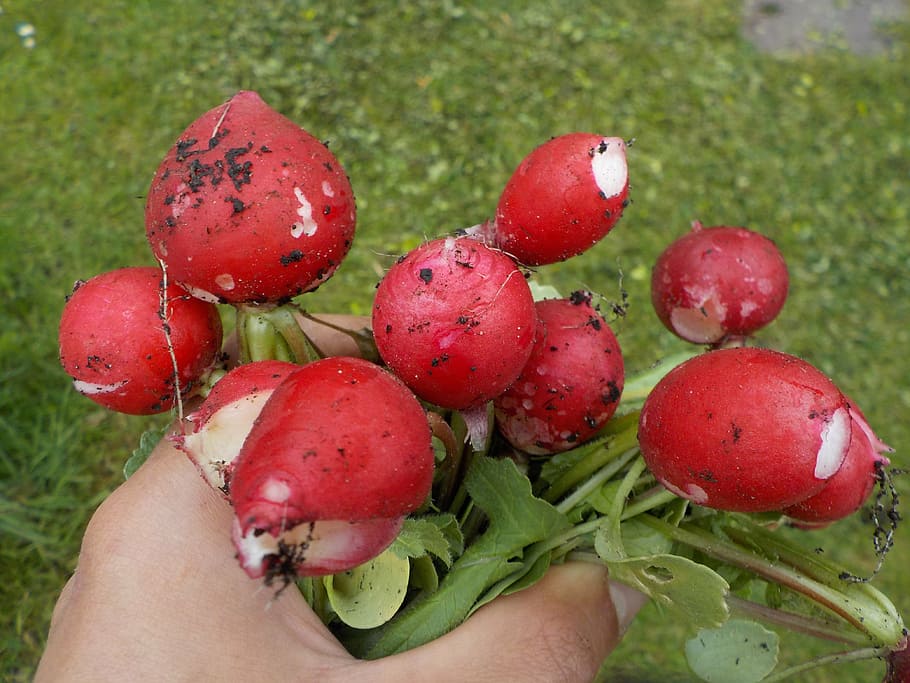 radish, pink, vegetables, spring, harvest, human hand, healthy eating HD wallpaper