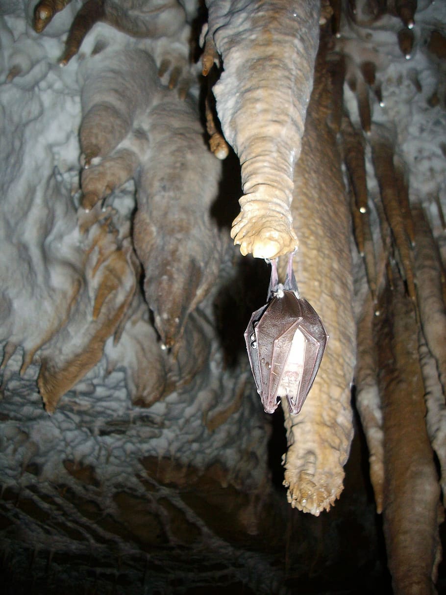 Stalactites, Ceiling, Cave, Rock, cave ceiling, geology, caving HD wallpaper