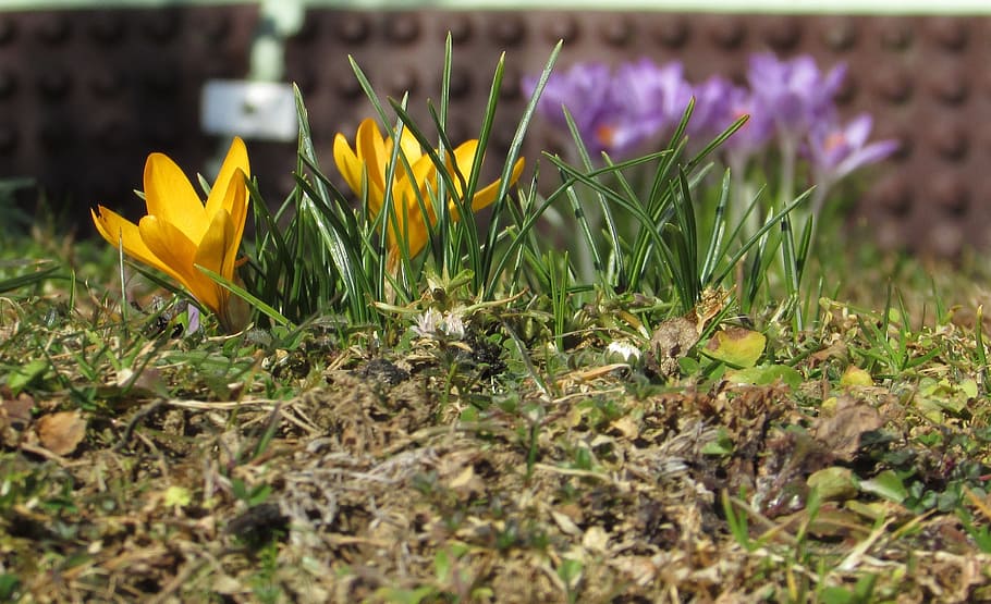 spring flowers, crocus, yellow, purple, close, signs of spring HD wallpaper