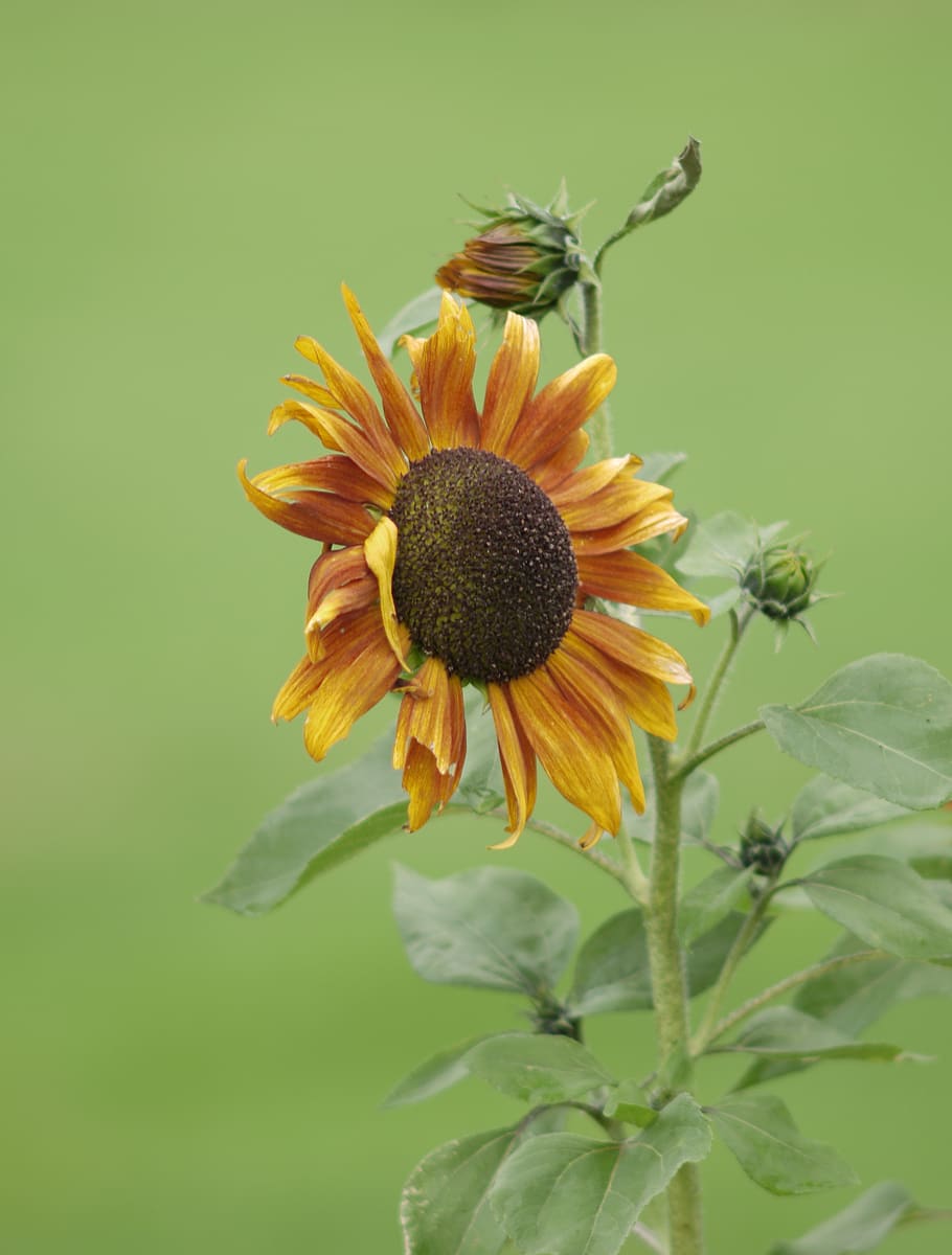 flower, sunflower, flora, flowering plant, fragility, flower head HD wallpaper