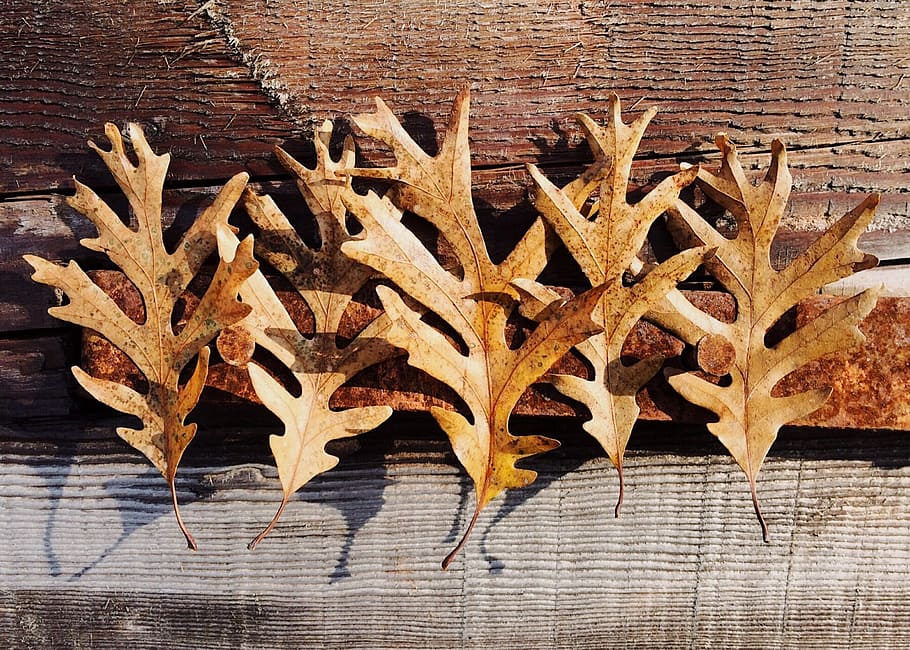 fall, autumn, leaves, brown, fall background, leaf, no people HD wallpaper