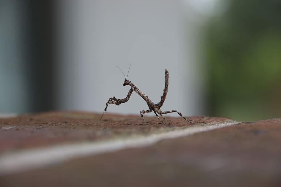 Bug, Pray, Mantis, Close-Up, pray mantis, animal themes, animal wildlife HD wallpaper