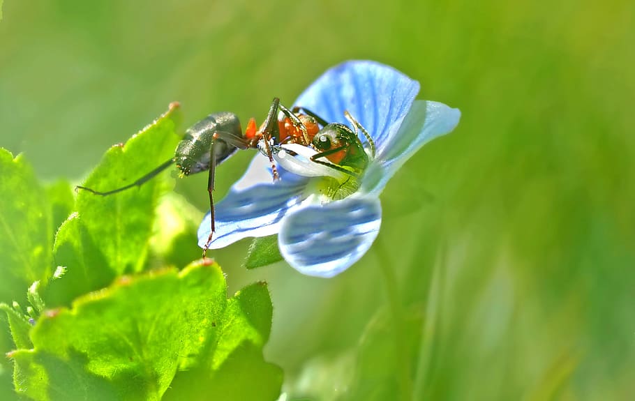 insect, nature, live, invertebrate, animal themes, animal wildlife HD wallpaper