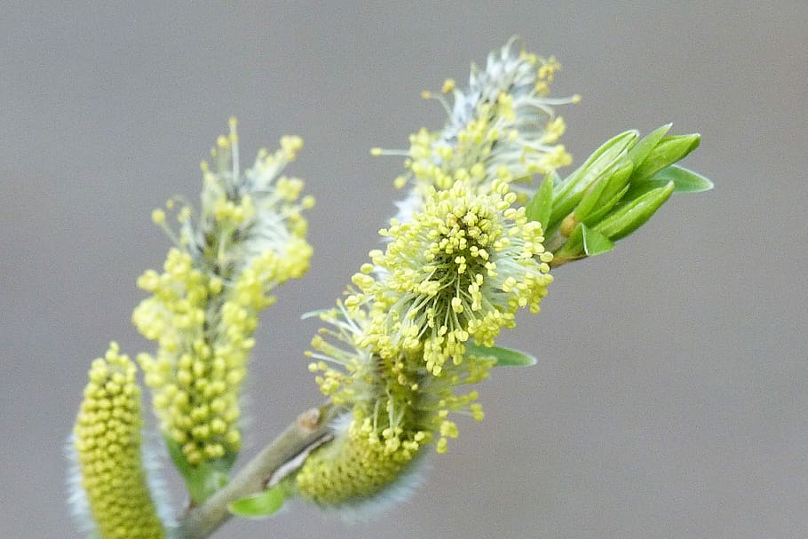 Hazelnut, Inflorescence, Blossom, Bloom, plant, yellow, spring HD wallpaper