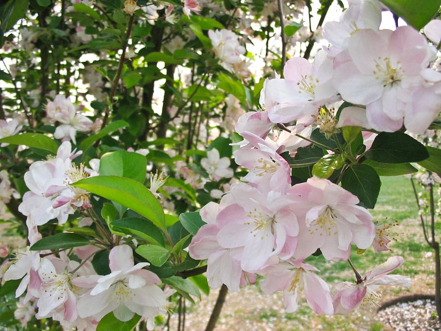 flower, spring, pink, beautiful, garden, flowering plant, beauty in nature HD wallpaper