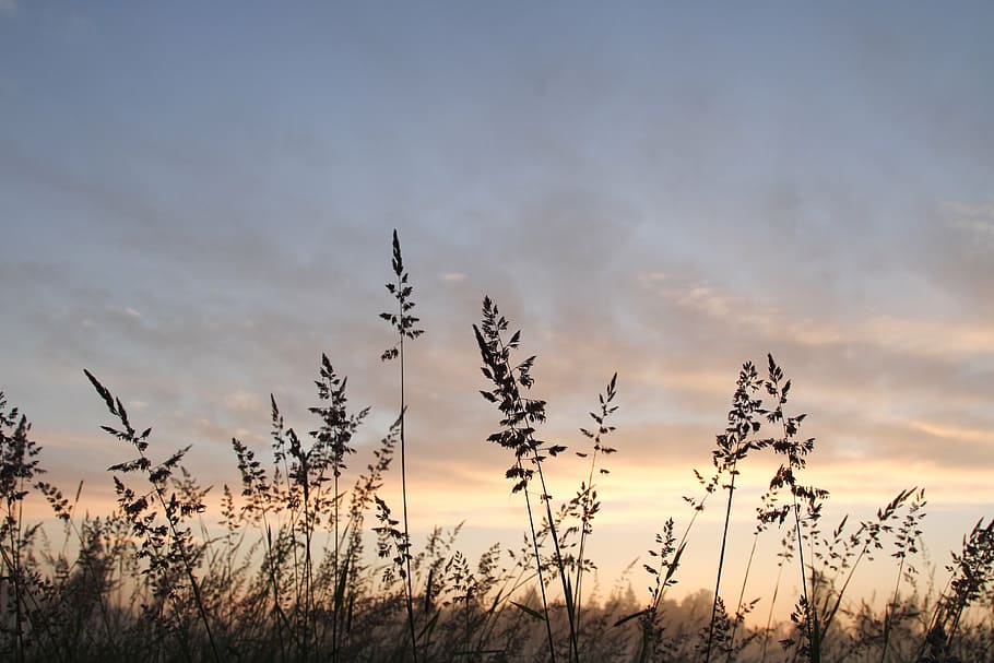 silhouette of grass under cloudy sky, sunrise, light, nature HD wallpaper