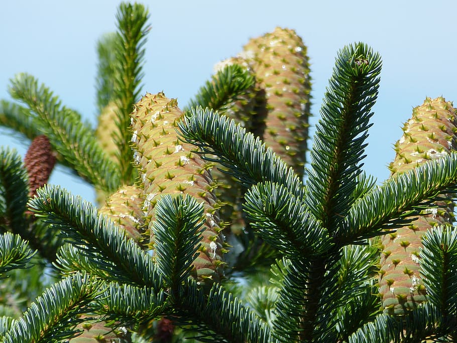 firs, tap, tree, pine cones, allgäu, green, plant, growth HD wallpaper