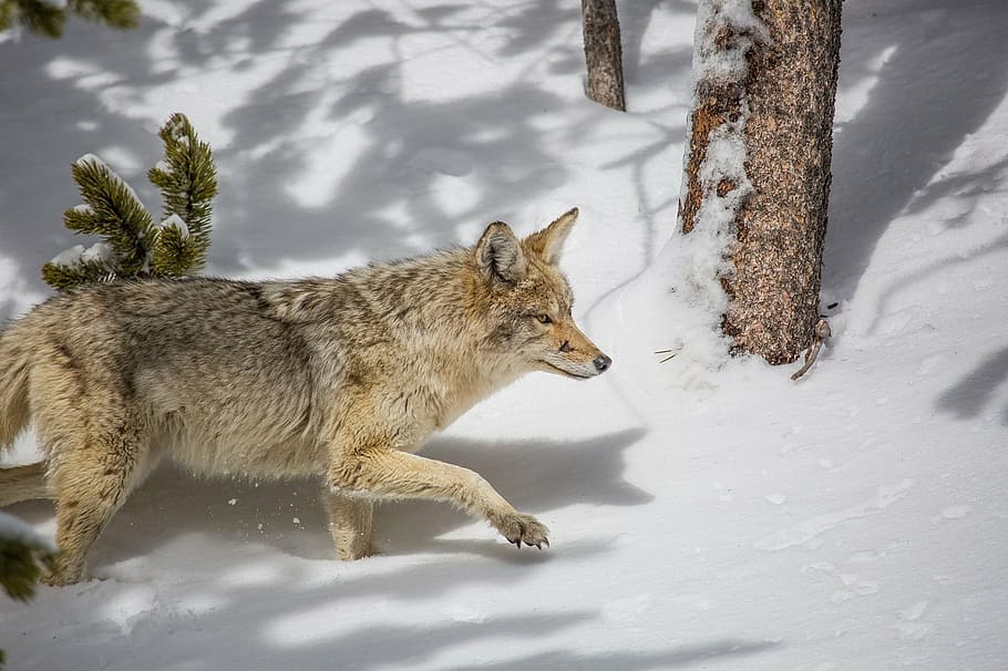 brown wolf, coyote, wildlife, nature, snow, predator, wilderness HD wallpaper