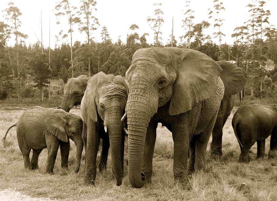 elephants, africa, orphans, wildlife, animal, animal themes HD wallpaper