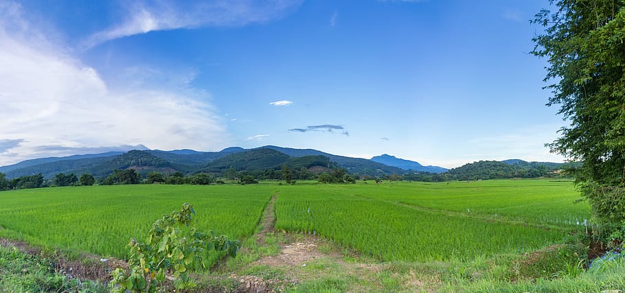 cornfield, nature, evening, thailand, green, landscape, scenics - nature HD wallpaper