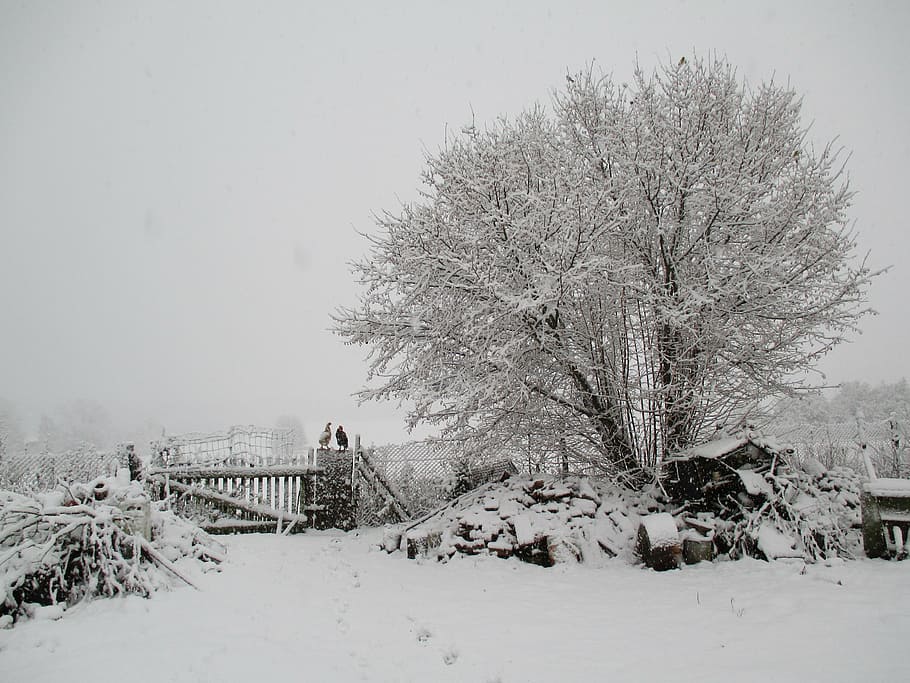 winter, snow, village, tree, biel, landscape, poland, white HD wallpaper