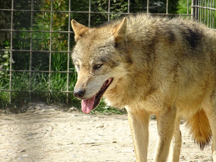 wolf eurasian, animal, one animal, animal themes, mammal, vertebrate HD wallpaper