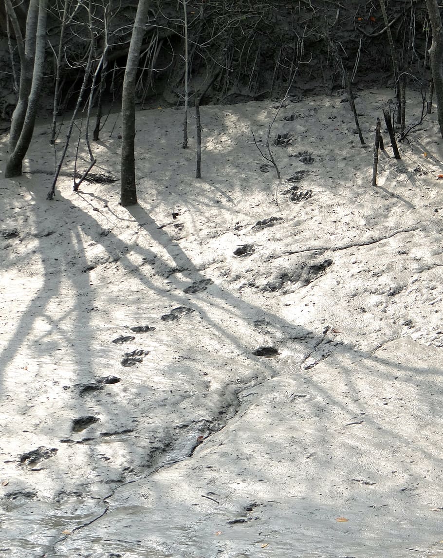 pug marks, mud, tiger, bengal, footprint, sundarbans, swamp, HD wallpaper