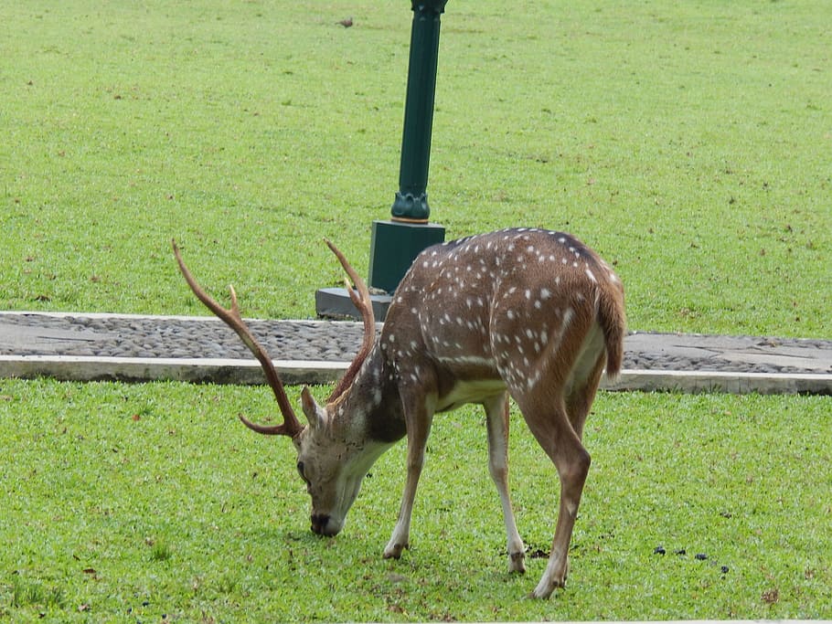 Deer, Park, Bogor, Nature, Wildlife, mammal, animal, forest HD wallpaper