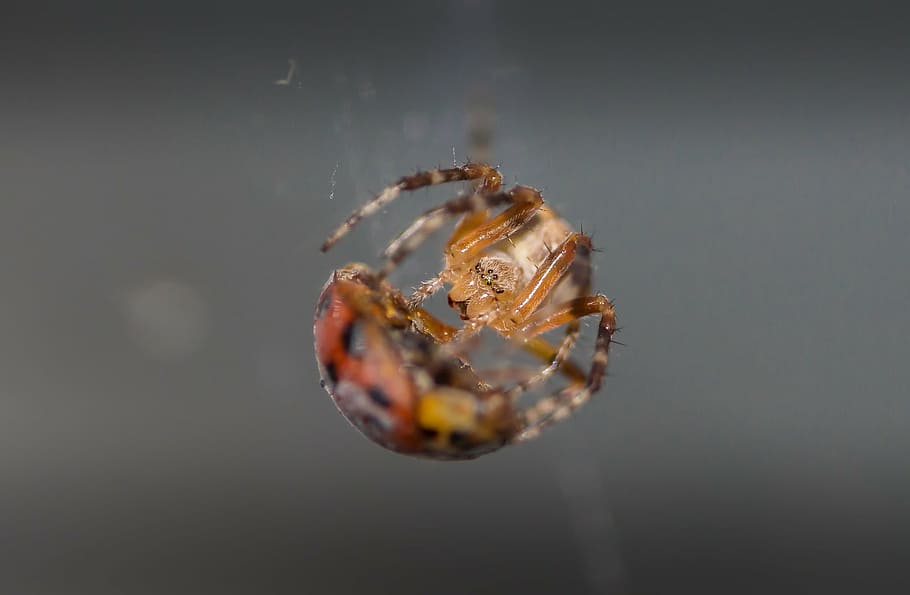 spider, ladybug, macro, animal themes, close-up, one animal HD wallpaper