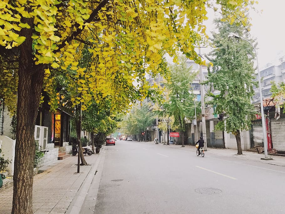 chengdu, china, street, ginkgo, plant, city, architecture, building exterior, HD wallpaper