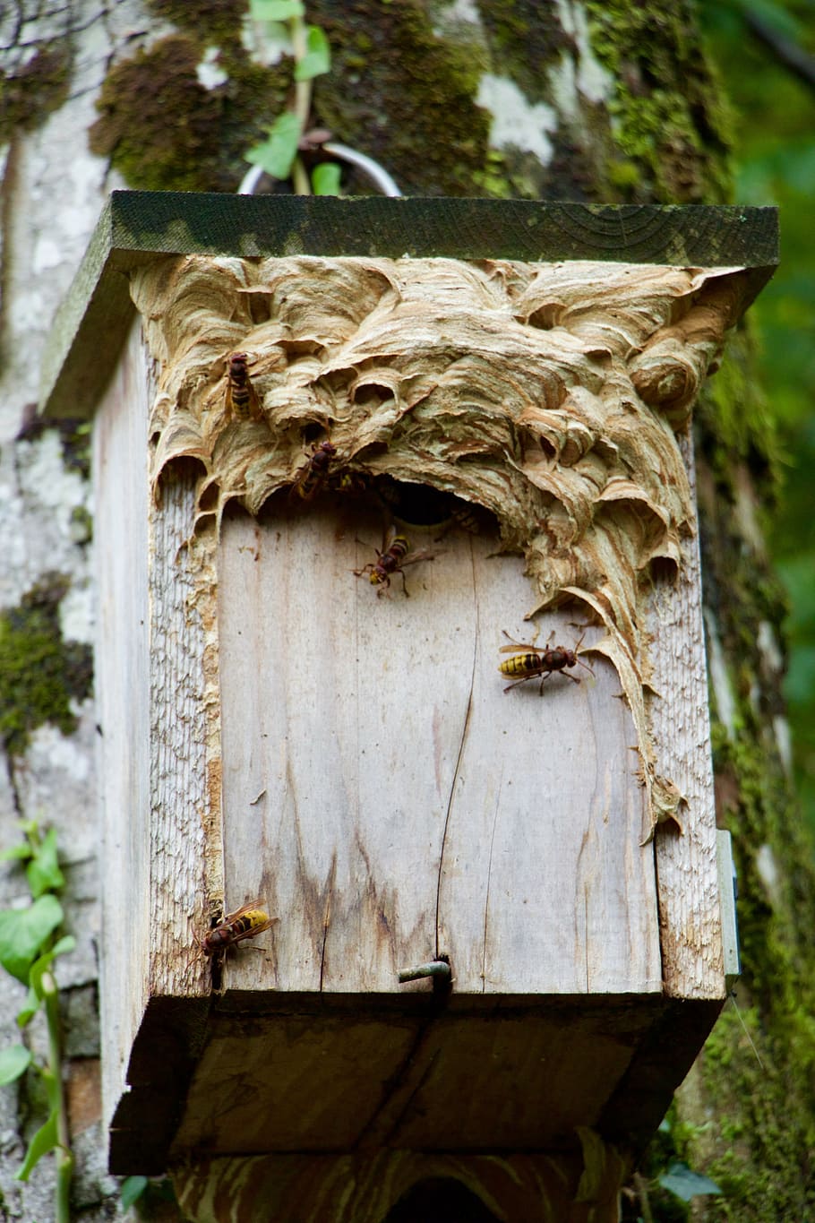 nature, aviary, hornets, nest, nest building, no people, close-up