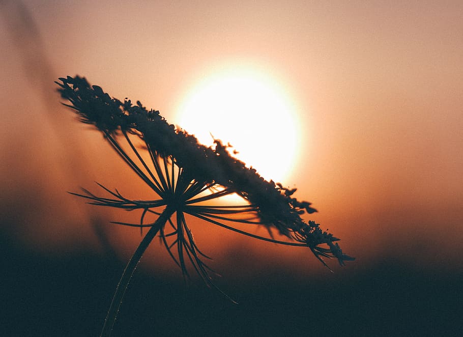 flower, silhouette, shadow, sunset, dusk, plant, nature, no people HD wallpaper