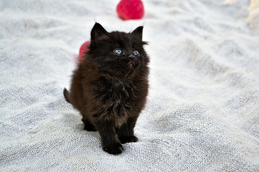 long fur brown kitten on gray textile, funny, black, domestic cat HD wallpaper