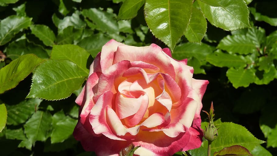 Beauty, Romantic, rose, nature, rose - Flower, plant, red, petal HD wallpaper