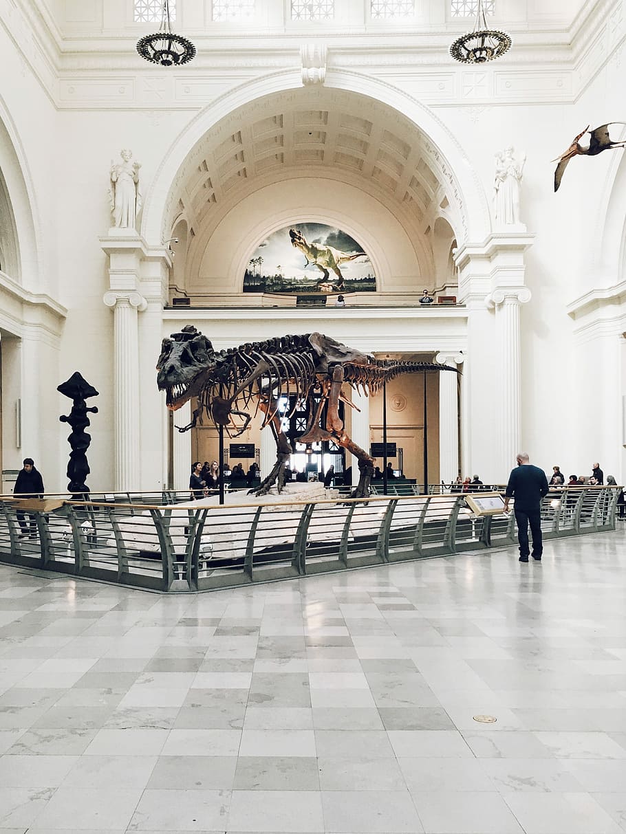 people inside dinosaur fossil museum during daytime, dinosaur skeleton on museum HD wallpaper
