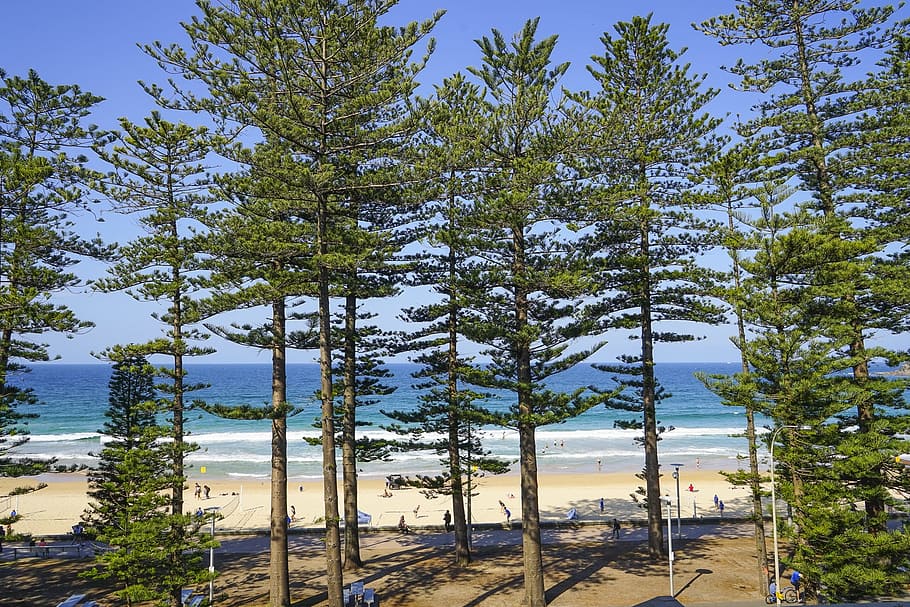 manly, australia, sydney, pine trees, manly beach, new south wales, HD wallpaper
