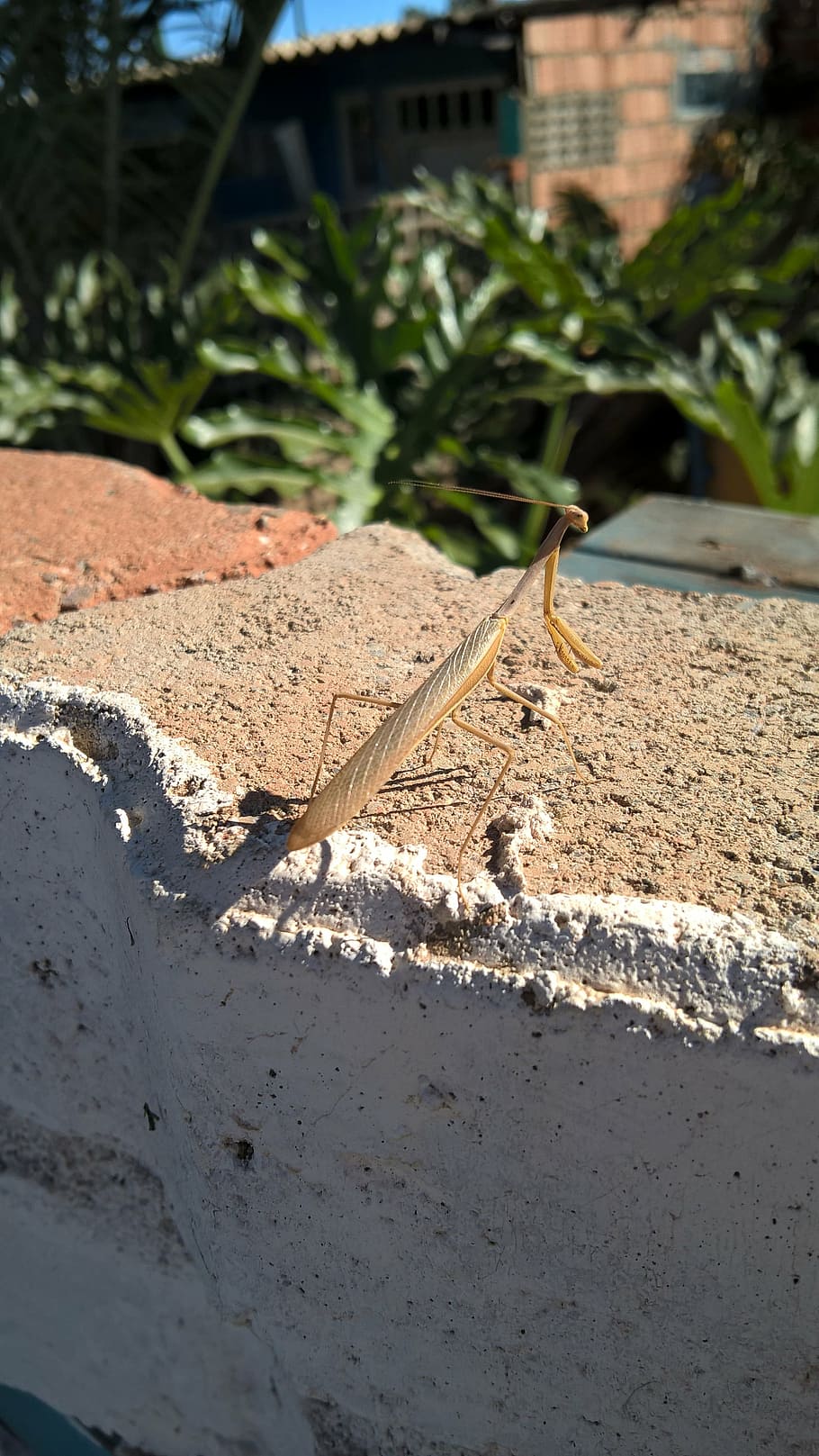 arthropod, bicho-pau, insect, day, nature, sunlight, plant HD wallpaper